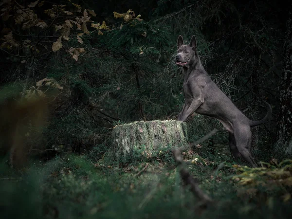 Mystic tailandês ridgeback cão na floresta — Fotografia de Stock