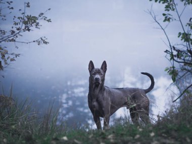 Ormandaki gri güzel mistik yalnız Tay ridgeback köpek