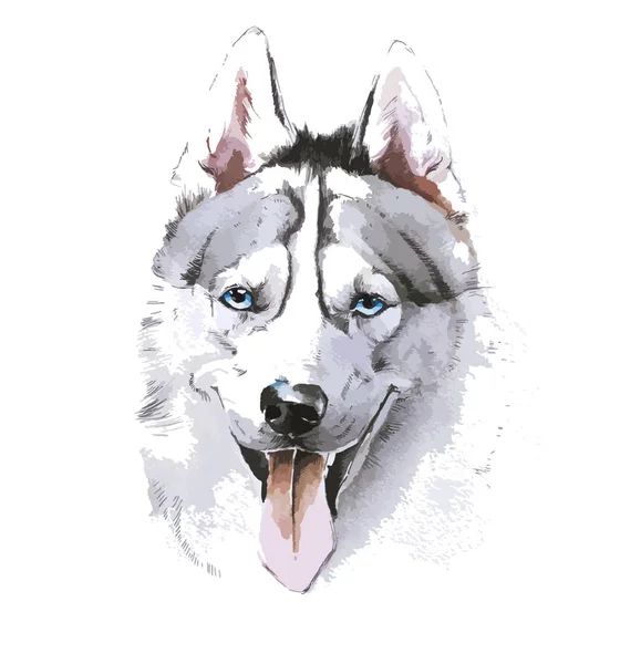 Portrait de husky sibérien en aquarelles — Image vectorielle