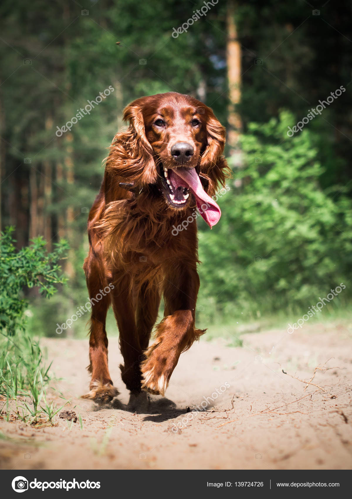 Irish setter sale running
