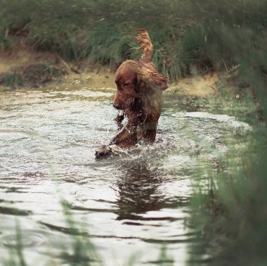 Şaşırtıcı kırmızı İrlandalı setter yaz akşam orman köpek 