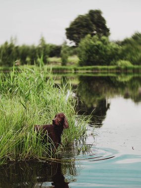 Şaşırtıcı kırmızı İrlandalı setter yaz akşam orman köpek 