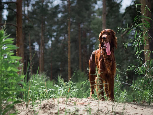 Beautiful red irish setter running fast in forest in sunny summer day — Stock Photo, Image