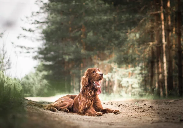 Beautiful red irish setter running fast in forest in sunny summer day — Stock Photo, Image