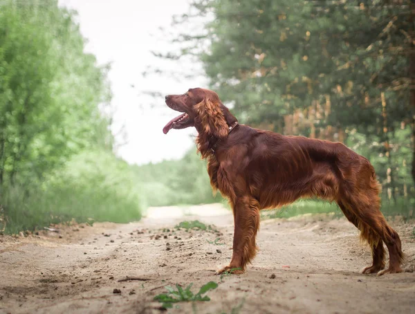 Beautiful red irish setter running fast in forest in sunny summer day — Stock Photo, Image