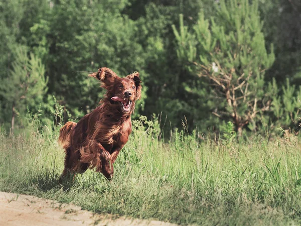 Beautiful red irish setter running fast in forest in sunny summer day — Stock Photo, Image