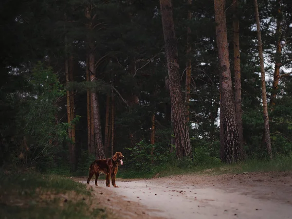 Csodálatos vörös ír szetter nyári este erdei kutya — Stock Fotó