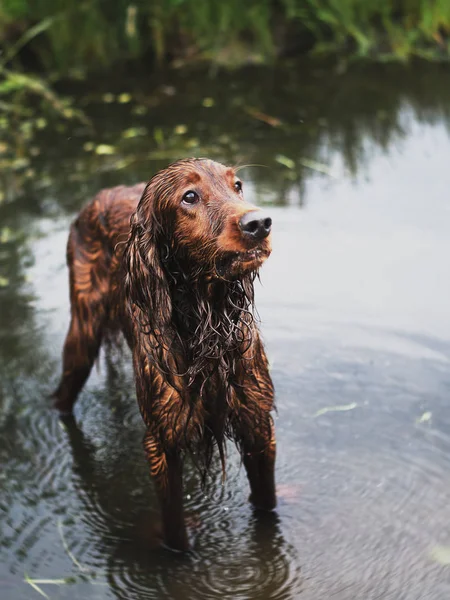 Amazing red irish setter in summer evening forest dog — Stock Photo, Image