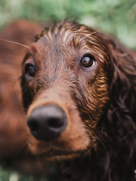 Amazing red irish setter in summer evening forest dog — Stock Photo, Image