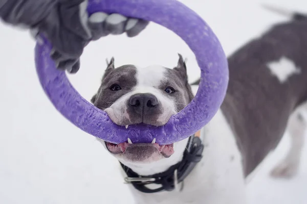 วัยรุ่นผู้ใหญ่ที่สวยงามอเมริกันสแตฟฟอร์ดเชียร์สุนัขเทอร์เรียกระโดดไปดึงในฤดูหนาวบนหิมะ — ภาพถ่ายสต็อก