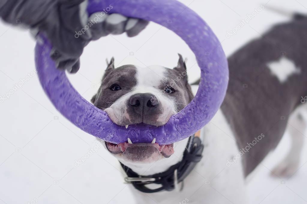 Young adult beautiful american staffordshire terrier dog jump to puller in winter on snow