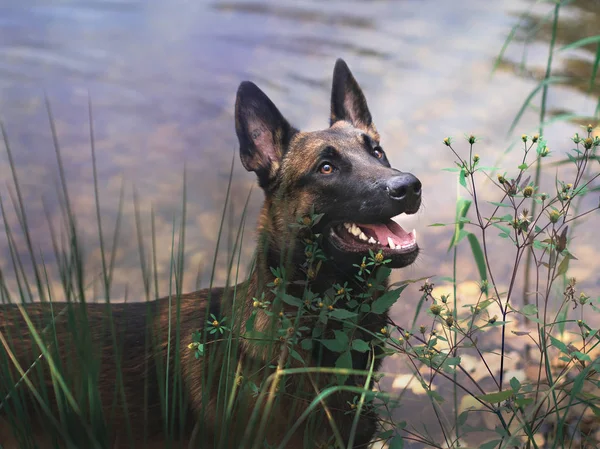 Νεαρά πανέμορφο σκυλί doberman και Μαλινουά περπάτημα στο πάρκο σε ηλιόλουστες διακοπές το καλοκαίρι — Φωτογραφία Αρχείου