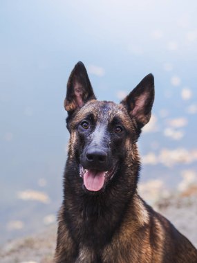 Yaz güneşli tatil Park'ta yürüyordunuz genç güzel doberman ve malinois köpek