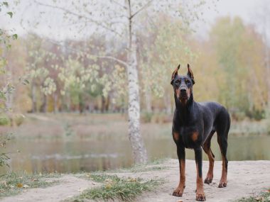 Yaz güneşli tatil Park'ta yürüyordunuz genç güzel doberman ve malinois köpek