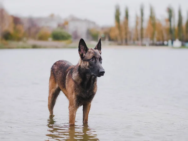 Νεαρά πανέμορφο σκυλί doberman και Μαλινουά περπάτημα στο πάρκο σε ηλιόλουστες διακοπές το καλοκαίρι — Φωτογραφία Αρχείου