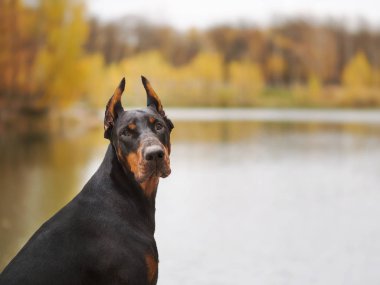 Yaz güneşli tatil Park'ta yürüyordunuz genç güzel doberman ve malinois köpek