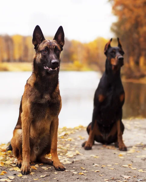 Νεαρά πανέμορφο σκυλί doberman και Μαλινουά περπάτημα στο πάρκο σε ηλιόλουστες διακοπές το καλοκαίρι — Φωτογραφία Αρχείου