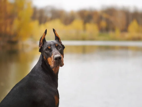 Jovem doberman bonito e cão malinois andando no parque no verão de férias ensolaradas — Fotografia de Stock