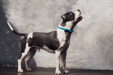 Yalan ve güneşli yaz tatili çim studio katında ayakta genç güzel Amerikan staffordshire terrier köpek