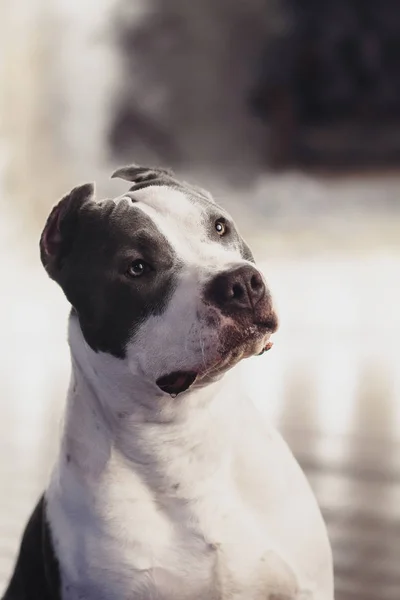 Νέοι όμορφη αμερικανικό terrier staffordshire σκυλί ψέματα και να στέκεται στο στούντιο όροφο σε καλοκαιρινές ηλιόλουστες διακοπές σε χόρτο — Φωτογραφία Αρχείου