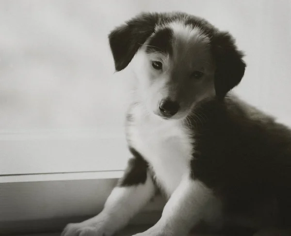 Feliz bonito preto e branco fronteira collie filhote de cachorro luying em seu proprietário — Fotografia de Stock