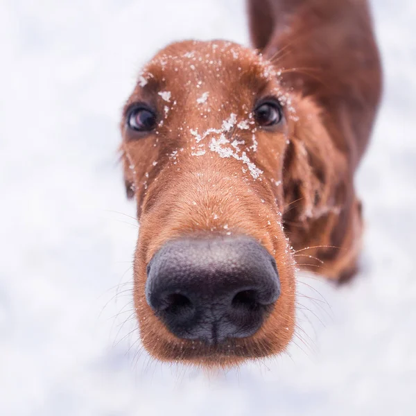 Dois belos setters irlandeses vermelhos correndo rápido na floresta no dia ensolarado de inverno — Fotografia de Stock