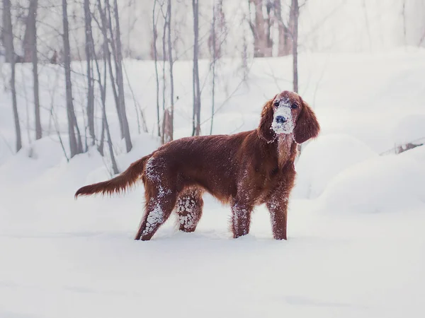 Zwei schöne rote irische Setzlinge, die an einem sonnigen Wintertag im Wald schnell rennen — Stockfoto