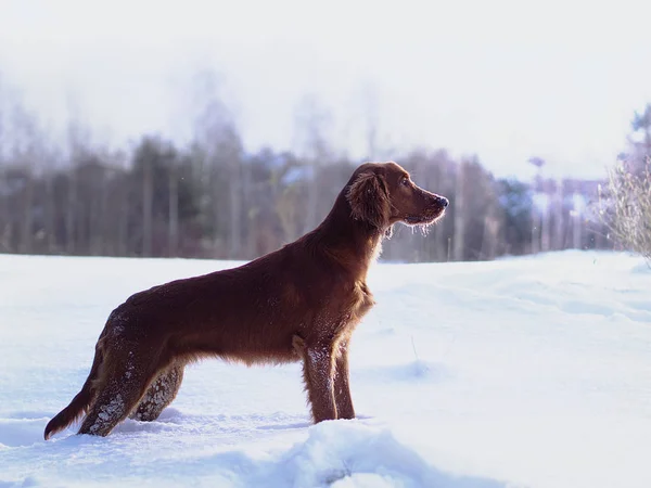 Deux beaux setters irlandais rouges courent vite dans la forêt dans la journée ensoleillée d'hiver — Photo