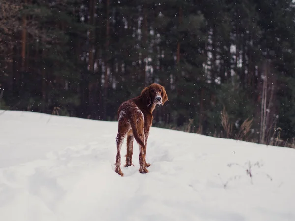 Two beautiful red irish setters running fast in forest in sunny winter day — Stock Photo, Image