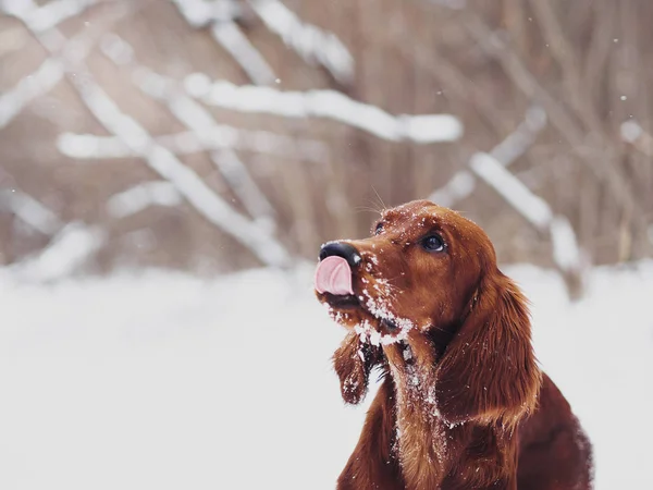 Deux beaux setters irlandais rouges courent vite dans la forêt dans la journée ensoleillée d'hiver — Photo