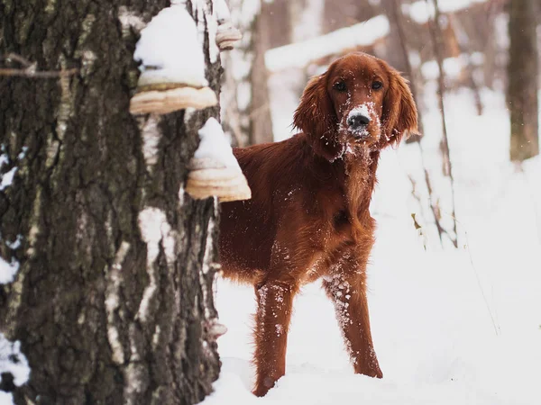 Deux beaux setters irlandais rouges courent vite dans la forêt dans la journée ensoleillée d'hiver — Photo