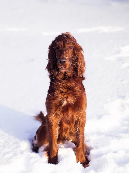 Two beautiful red irish setters running fast in forest in sunny winter day — Stock Photo, Image