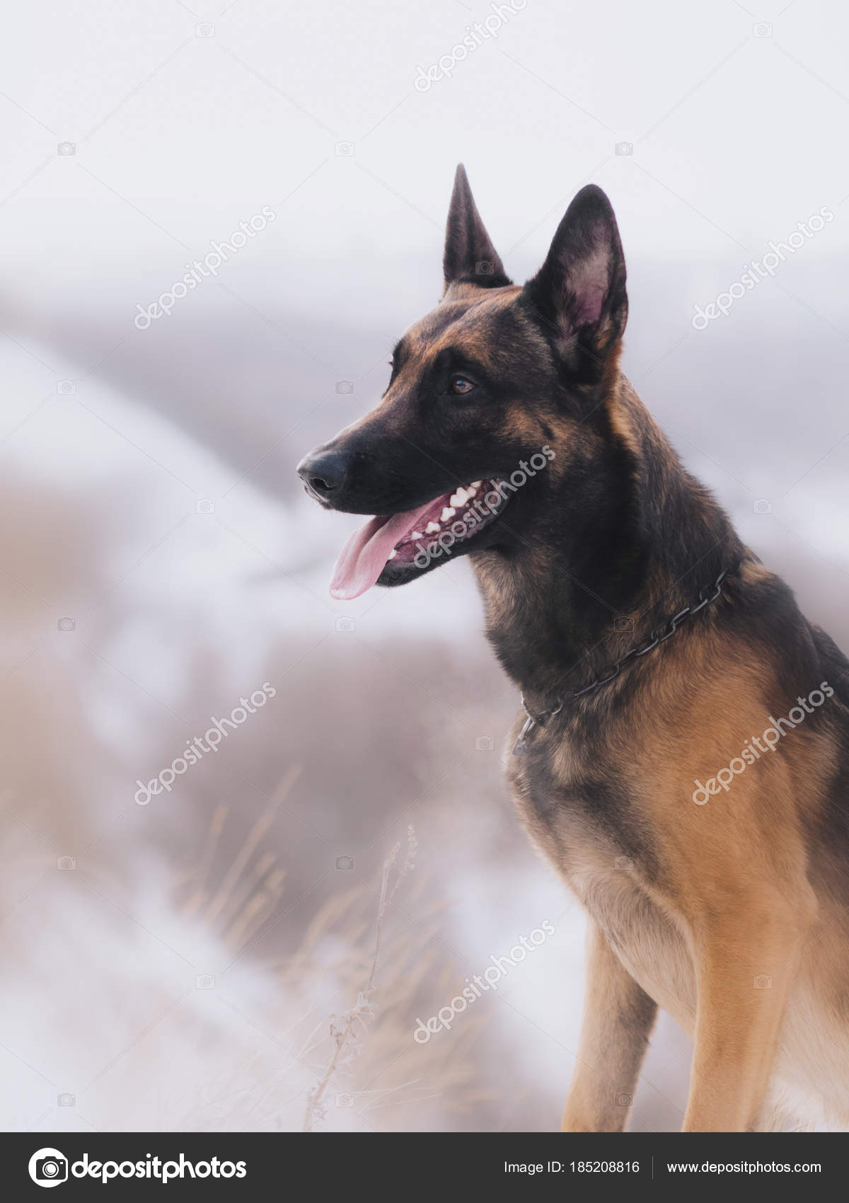 Tan Belgian Malinois Amazing Belgian Malinois Dog Breed Health And