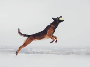 Şaşırtıcı malinois çoban köpeği hızlı ormanda sabah güneşli kış günü pençeleri sallayarak kameraya poz çalıştıran.