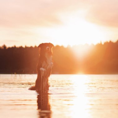 Şaşırtıcı malinois çoban köpeği hızlı ormanda sabah güneşli yaz günü pençeleri nehirde sallayarak kameraya poz çalıştıran