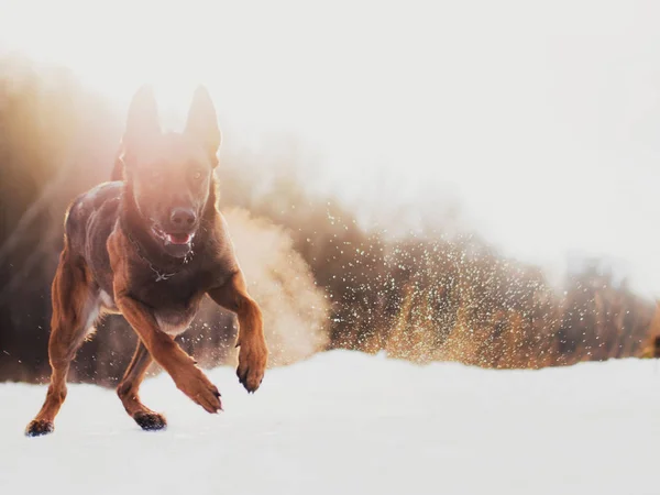 Удивительная Малинойская Пастушья Собака Бежит Быстро Лесу Утренний Солнечный Зимний — стоковое фото