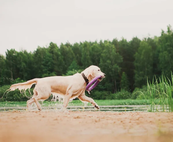 Amazing Malinois Shepherd Dog Running Fast Forest Morning Sunny Summer — Stock Photo, Image