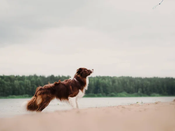 Fantastiska Malinois Vallhund Körs Snabbt Skogen Morgon Solig Sommardag Poserar — Stockfoto