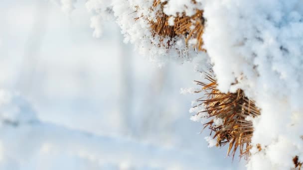 雪在阳光下闪闪发光 — 图库视频影像