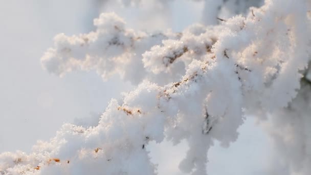 Искры снега в солнечном свете — стоковое видео
