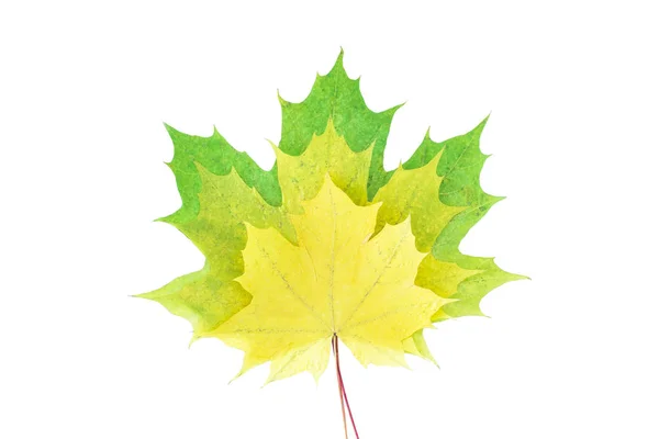 Barevné podzimní javorový list izolované na bílém pozadí — Stock fotografie