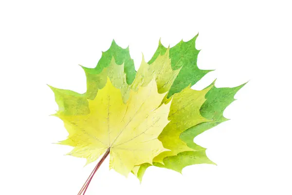 Barevné podzimní javorový list izolované na bílém pozadí — Stock fotografie