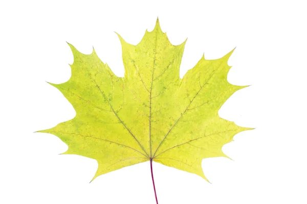 Folha de bordo colorido outono isolado no fundo branco — Fotografia de Stock