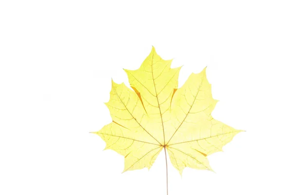 Folha de bordo colorido outono isolado no fundo branco — Fotografia de Stock