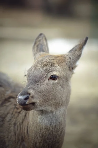 Cerf à queue blanche biche — Photo