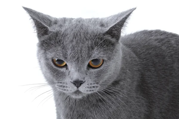 Gatito rayado gris sobre fondo blanco —  Fotos de Stock