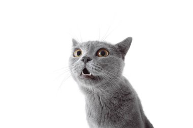 Gri kedi kameraya bakıyor. Beyaz arka plan üzerinde izole