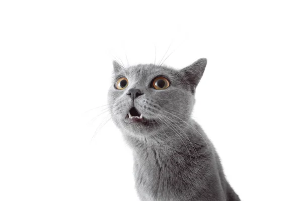 Chat gris regardant la caméra. Isolé sur fond blanc — Photo