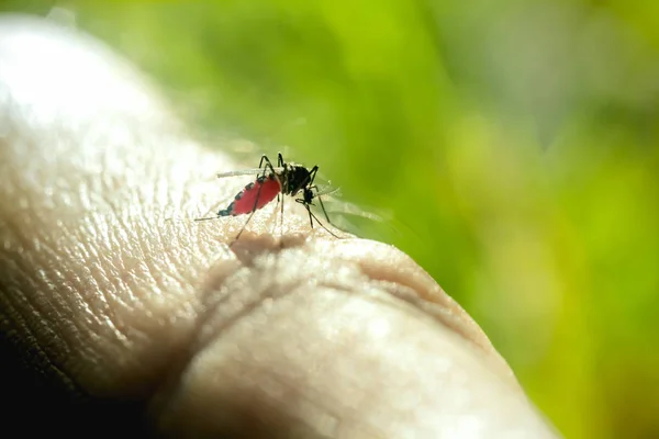 Close up of mosquito sucking blood — Stock Photo, Image