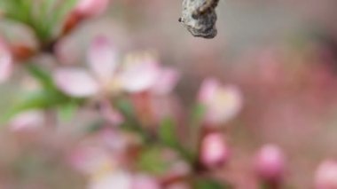 Caterpillar branchcaterpillar Aporia Crataegi badem dalları üzerinde sarılı